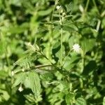 Alternanthera flavescens Цветок