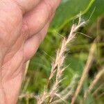 Schizachyrium scoparium Blüte