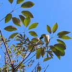 Handroanthus heptaphyllus Folha