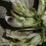 Astragalus depressus autre