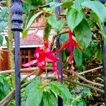 Fuchsia magellanicaফুল