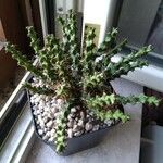 Euphorbia lenewtonii Ліст