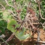 Cotyledon barbeyi Fruit