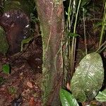 Psychotria panamensis Magamba