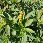 Phytolacca octandra Hoja