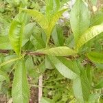 Prunus persica List