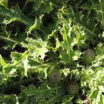 Cirsium acaulon Leaf