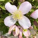Clematis montana Fleur