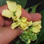 Senna quinquangulata Іншае