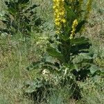 Verbascum lychnitis 叶