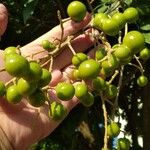 Sapindus saponaria Fruit