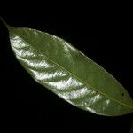 Couepia joaquinae Leaf