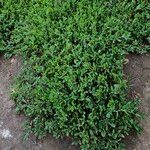 Polygonum arenastrum Habit