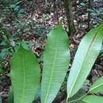 Maquira calophylla Hoja
