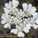 Orlaya grandiflora 花