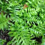 Polypodium californicum Hábito