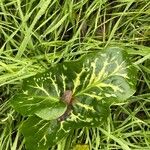 Arum italicum পাতা