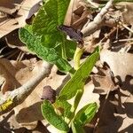 Aristolochia rotunda Habitus