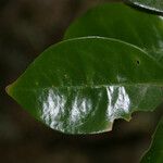 Coffea mauritiana Leaf