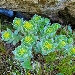 Rhodiola rosea Hoja