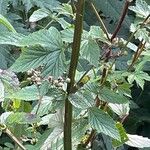 Scrophularia auriculata Blatt