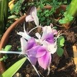 Kaempferia rotunda Blomst