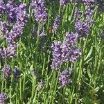 Lavandula angustifoliaBlüte