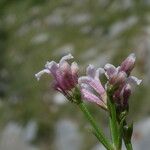 Asperula cynanchica Floare