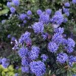 Ceanothus impressusΛουλούδι