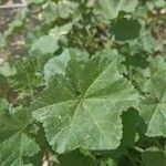 Malva parviflora Feuille