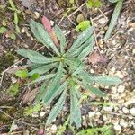 Pilosella piloselloides Leaf