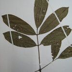 Andira surinamensis Leaf