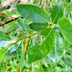 Salix bicolor Hoja