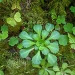 Saxifraga cuneifolia Лист