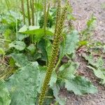 Plantago major Плод