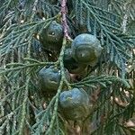 Cupressus pendula Frucht