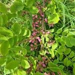 Robinia hispidaЦветок