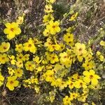 Verbascum sinuatum Fulla