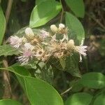 Hiptage benghalensis Flower