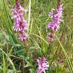 Lythrum salicaria Foglia