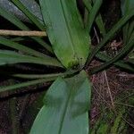 Pitcairnia atrorubens Corteza