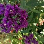 Vernonia gigantea Flower