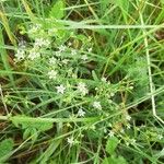 Thesium linophyllon Flower