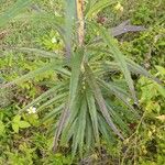 Helianthus angustifolius Liść