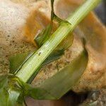 Elodea canadensis Corteza