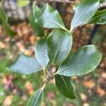 Pittosporum tenuifolium Leaf