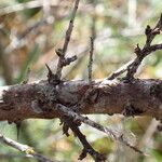 Hippophae rhamnoides Bark