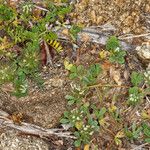 Trifolium cherleri Habitus