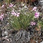 Dianthus sylvestris Tervik taim