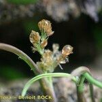 Coleanthus subtilis Fruit